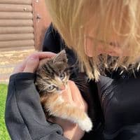 TikTok Account - liswiftlase