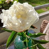 TikTok Account - queen.savage23