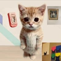 TikTok Account - peteverywhere