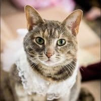 TikTok Account - pawsclawsmeows4