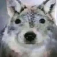 TikTok Account - bauti_png