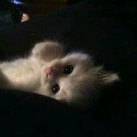 TikTok Account - wsttxssa