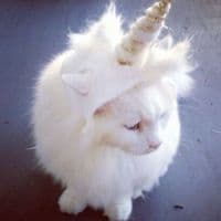 TikTok Account - lwfly