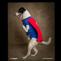 TikTok Account - supernoopy