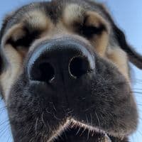 TikTok Account - raventreeranch