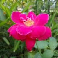 TikTok Account - meaningful_english