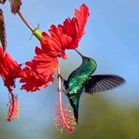 TikTok Account - colibri.504hn