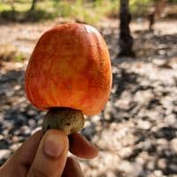 TikTok Account - culinaria_diversa