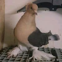 TikTok Account - pigeonturkey
