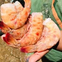 TikTok Account - shrimpandfish