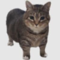 TikTok Account - withvegazz