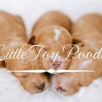 TikTok Account - littletoypoodles