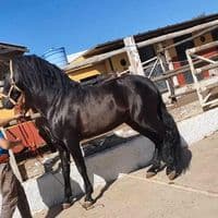 TikTok Account - eduardodiaz303