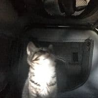 TikTok Account - piperxpf