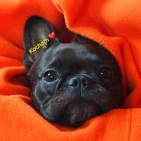 TikTok Account - dorotakaz5