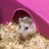 TikTok Account - casandra_hamster