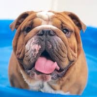 TikTok Account - dudethebulldog