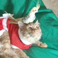 TikTok Account - smart_cats_tv