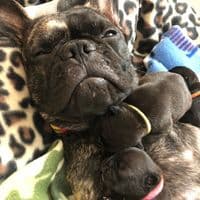 TikTok Account - mythicbulldogs