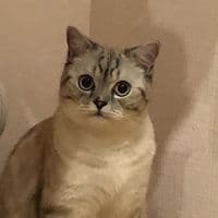 TikTok Account - irisirisovich