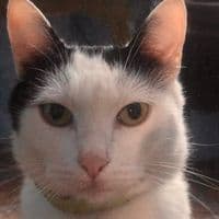 TikTok Account - mixu2017