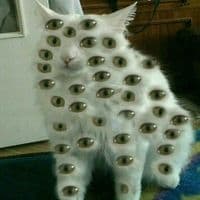 TikTok Account - tattyerr