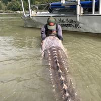 TikTok Account - yvesbissonsturgeonco