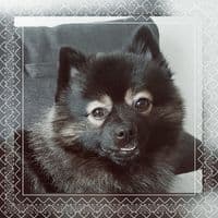 TikTok Account - sam.spitz