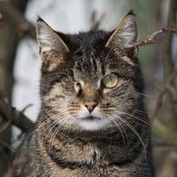 TikTok Account - carestrayanimals