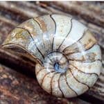 TikTok Account - yorkshire.fossils