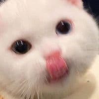 TikTok Account - timm