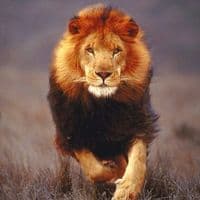 TikTok Account - dilawer91