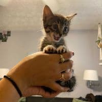 TikTok Account - 1._.damiran