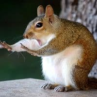 TikTok Account - skibidi_animal_rizz