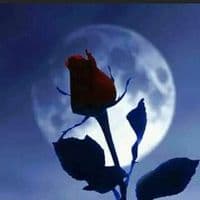 TikTok Account - lilylily4926