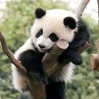 TikTok Account - magicalworldse