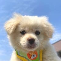 TikTok Account - newsanii