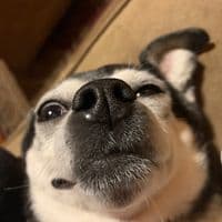 TikTok Account - beautifulvanillaman