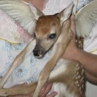 TikTok Account - wolfiecindy