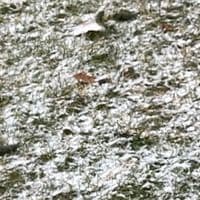 TikTok Account - milooldacc