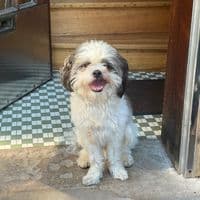 TikTok Account - ogeleazar