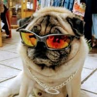 TikTok Account - xtremeanimal