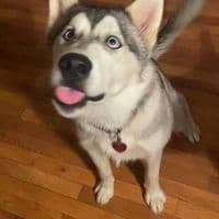 TikTok Account - shyy.reese