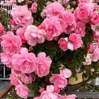 TikTok Account - mohame_dz02