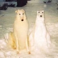 TikTok Account - sickkmiracle