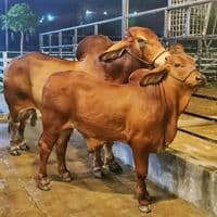 TikTok Account - aliwayyo