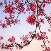 TikTok Account - wirasilvianti90