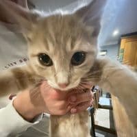 TikTok Account - aliceeastr