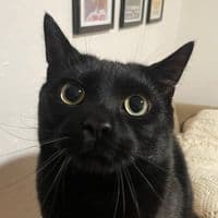 TikTok Account - mycathobbs