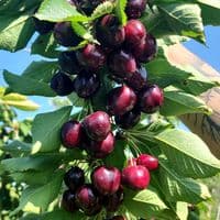 TikTok Account - canalagricolachile